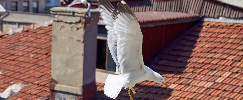 Residential Chimney Animal Removal Solution in Montgomery Village, MD