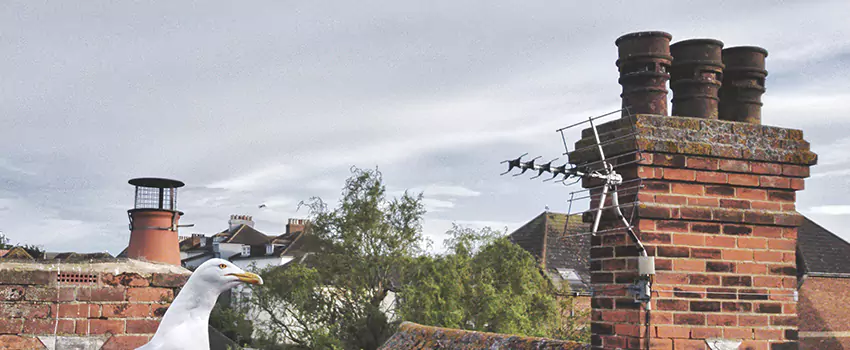 Chimney Cleaning And Restoration in Montgomery Village, Maryland